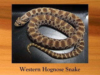 Western Hognose Snake
 