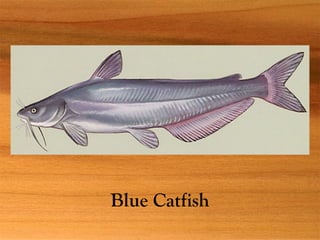 Blue Catfish
 