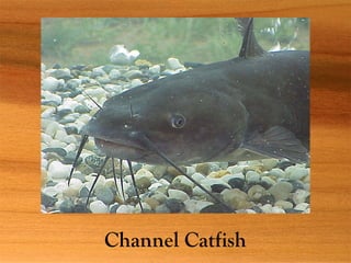 Channel Catfish
 