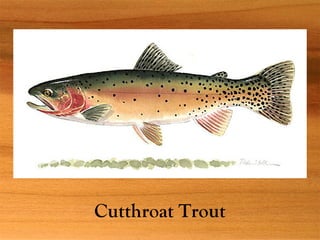 Cutthroat Trout
 