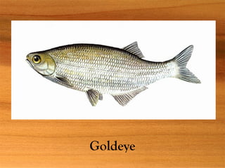 Goldeye
 