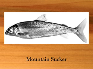 Mountain Sucker
 