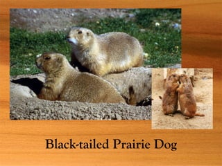 Black-tailed Prairie Dog
 