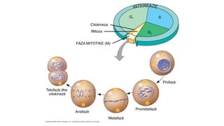 Comprehensive Overview of the Eukaryotic Cell Cycle and Mitosis | PPTX