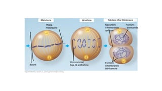 Metafaze Comprehensive Overview of the Eukaryotic Cell Cycle and Mitosis | PPTX