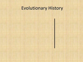 Evolutionary History
 