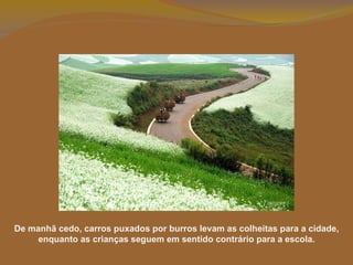 De manhã cedo, carros puxados por burros levam as colheitas para a cidade, enquanto as crianças seguem em sentido contrário para a escola. 