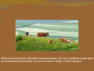 Diferentes animais têm diferentes temperamentos. Por isso, trabalham juntos para se controlarem mutuamente: se um se recusar a andar, o outro obriga-o. 