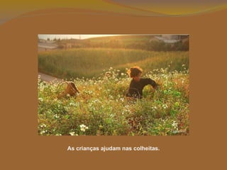 As crianças ajudam nas colheitas. 