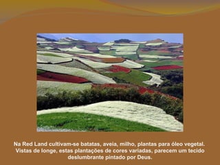 Na Red Land cultivam-se batatas, aveia, milho, plantas para óleo vegetal.  Vistas de longe, estas plantações de cores variadas, parecem um tecido deslumbrante pintado por Deus. 