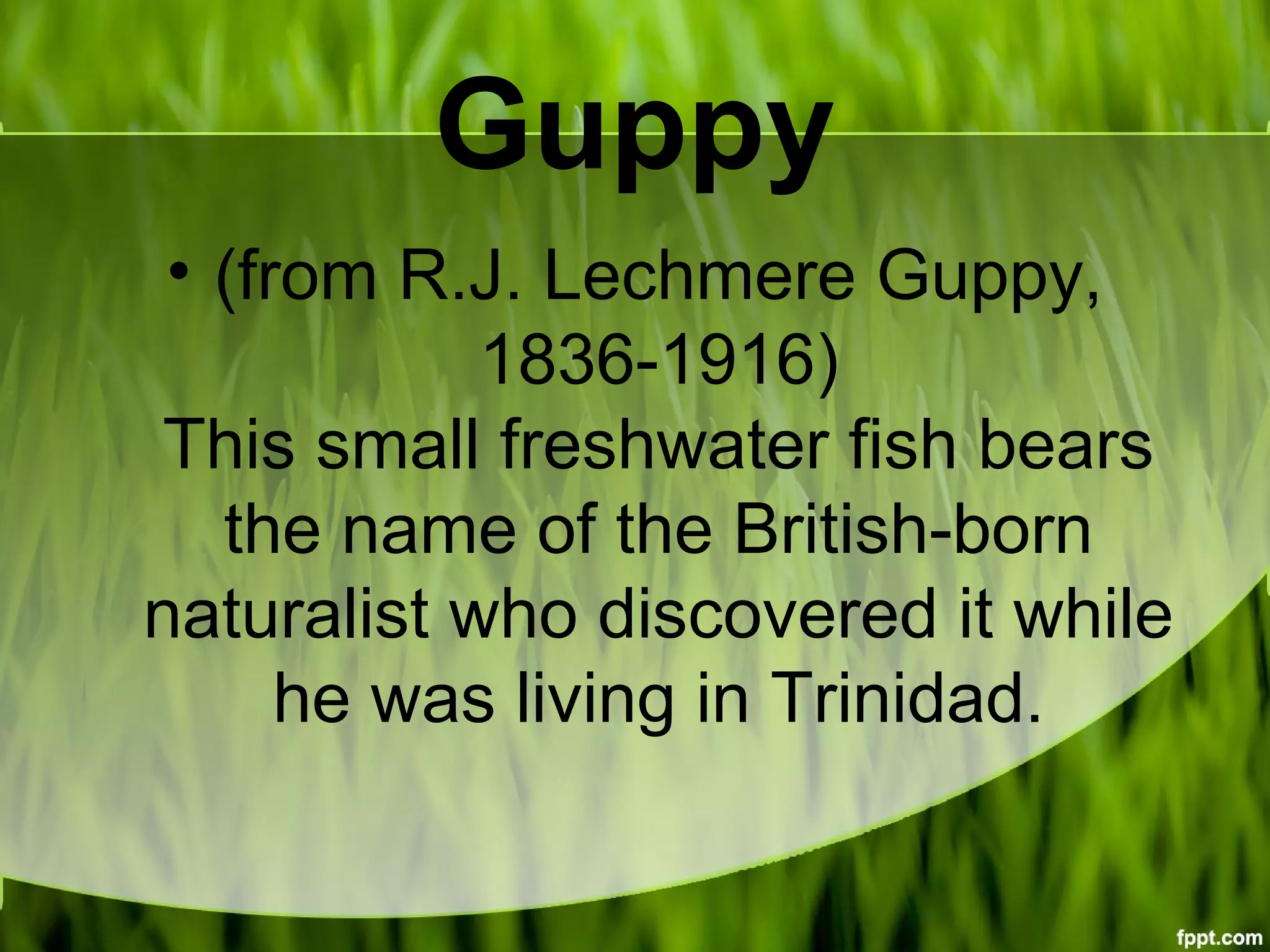 Guppy
• (from R.J. Lechmere Guppy,
1836-1916)
This small freshwater fish bears
the name of the British-born
naturalist who discovered it while
he was living in Trinidad.
 