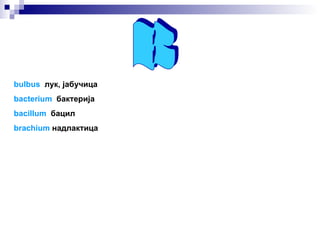 B bulbus   лук, јабучица bacterium   бактерија bacillum   бацил brachium   надлактица 