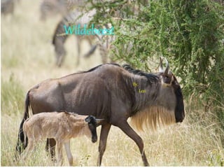 Wildebeest
By,
Lexi
 