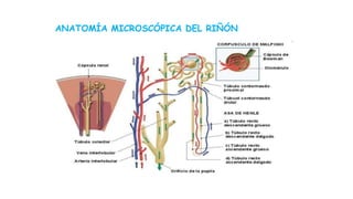 ANATOMÍA MICROSCÓPICA DEL RIÑÓN
 