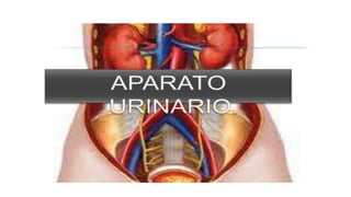 lexmary terminado.pptx