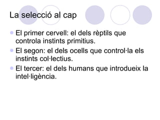 La selecció al cap El primer cervell: el dels rèptils que controla instints primitius. El segon: el dels ocells que control·la els instints col·lectius. El tercer: el dels humans que introdueix la intel·ligència. 
