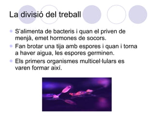 La divisió del treball S’alimenta de bacteris i quan el priven de menjà, emet hormones de socors. Fan brotar una tija amb espores i quan i torna a haver aigua, les espores germinen. Els primers organismes multicel·lulars es varen formar així. 