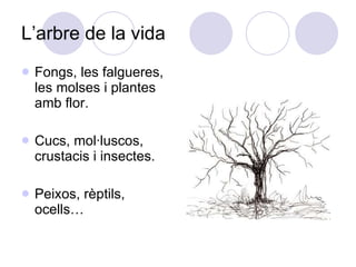 L’arbre de la vida Fongs, les falgueres, les molses i plantes amb flor. Cucs, mol·luscos, crustacis i insectes. Peixos, rèptils, ocells… 