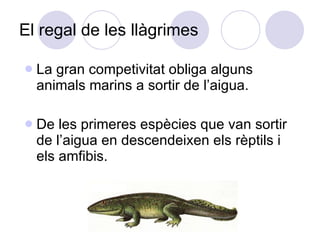 El regal de les llàgrimes La gran competivitat obliga alguns animals marins a sortir de l’aigua. De les primeres espècies que van sortir de l’aigua en descendeixen els rèptils i els amfibis. 