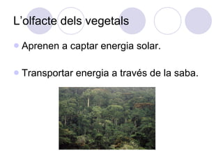 L’olfacte dels vegetals Aprenen a captar energia solar. Transportar energia a través de la saba. 