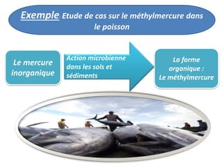 Exemple: Etude de cas sur le méthylmercure dans
le poisson
Le mercure
inorganique
La forme
organique :
Le méthylmercure
Action microbienne
dans les sols et
sédiments
 