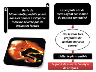 Barie de
Minamata(Japon)site pollué
dans les années 1950 par le
mercure déversé par les
industries locales
Les enfants nés de
mères ayant consommé
du poisson contaminé
Des lésions très
profondes du
système nerveux
central
L’effet le plus sensible
Le point de mire de l’analyse
des risques
 