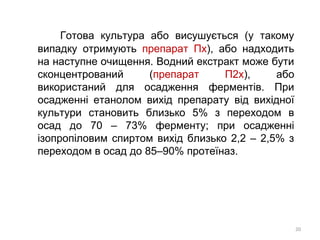 Готова культура або висушується (у такому
випадку отримують препарат Пх), або надходить
на наступне очищення. Водний екстракт може бути
сконцентрований (препарат П2х), або
використаний для осадження ферментів. При
осадженні етанолом вихід препарату від вихідної
культури становить близько 5% з переходом в
осад до 70 – 73% ферменту; при осадженні
ізопропіловим спиртом вихід близько 2,2 – 2,5% з
переходом в осад до 85–90% протеїназ.
20
 