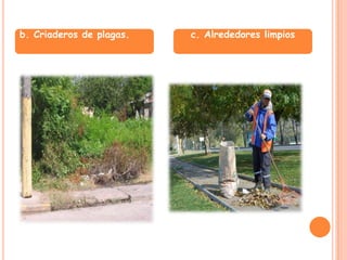 El transporte de alimentos  o materias primas en cualquier medio de transporte dentro del territorio nacional no requiere de certificados, permisos o documentos similares expedidos por parte de las autoridades sanitarias.ARTICULO 34.-  DISTRIBUCION. Y COMERCIALIZACIONDurante las actividades de distribución y comercialización de Alimentos y materias primas deberá garantizarse el mantenimiento de las condiciones sanitarias de estos. Toda persona que se dedique a la distribución o comercialización de alimentos y materias primas será responsable solidario con los fabricantes en el mantenimiento de las condiciones sanitarias de los mismos. PARAGRAFO PRIMEROY SEGUNDO- Los alimentos que requieran refrigeración deberán tener la temperatura adecuada y cuando se trasporten para evitar su descongelación