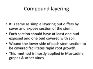 Compound layering
• It is same as simple layering but differs by
cover and expose section of the stem.
• Each section should have at least one bud
exposed and one bud covered with soil.
• Wound the lower side of each stem section to
be covered facilitates rapid root growth.
• This method is mostly applied in Muscadine
grapes & other vines.
 