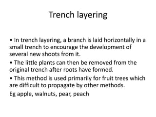 Trench layering
• In trench layering, a branch is laid horizontally in a
small trench to encourage the development of
several new shoots from it.
• The little plants can then be removed from the
original trench after roots have formed.
• This method is used primarily for fruit trees which
are difficult to propagate by other methods.
Eg apple, walnuts, pear, peach
 