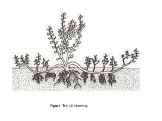 Figure: Trench layering.
 