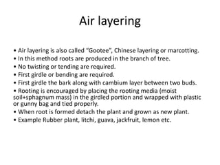 Air layering
• Air layering is also called “Gootee”, Chinese layering or marcotting.
• In this method roots are produced in the branch of tree.
• No twisting or tending are required.
• First girdle or bending are required.
• First girdle the bark along with cambium layer between two buds.
• Rooting is encouraged by placing the rooting media (moist
soil+sphagnum mass) in the girdled portion and wrapped with plastic
or gunny bag and tied properly.
• When root is formed detach the plant and grown as new plant.
• Example Rubber plant, litchi, guava, jackfruit, lemon etc.
 