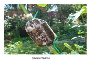 Figure: air layering.
 