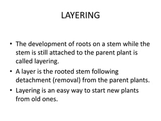 LAYERING
• The development of roots on a stem while the
stem is still attached to the parent plant is
called layering.
• A layer is the rooted stem following
detachment (removal) from the parent plants.
• Layering is an easy way to start new plants
from old ones.
 