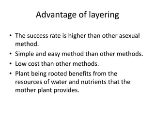 Advantage of layering
• The success rate is higher than other asexual
method.
• Simple and easy method than other methods.
• Low cost than other methods.
• Plant being rooted benefits from the
resources of water and nutrients that the
mother plant provides.
 