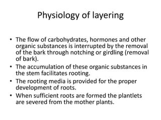 Physiology of layering
• The flow of carbohydrates, hormones and other
organic substances is interrupted by the removal
of the bark through notching or girdling (removal
of bark).
• The accumulation of these organic substances in
the stem facilitates rooting.
• The rooting media is provided for the proper
development of roots.
• When sufficient roots are formed the plantlets
are severed from the mother plants.
 