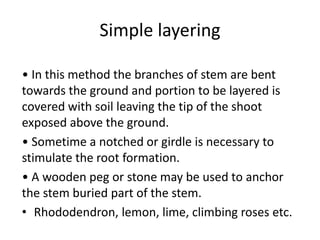 Simple layering
• In this method the branches of stem are bent
towards the ground and portion to be layered is
covered with soil leaving the tip of the shoot
exposed above the ground.
• Sometime a notched or girdle is necessary to
stimulate the root formation.
• A wooden peg or stone may be used to anchor
the stem buried part of the stem.
• Rhododendron, lemon, lime, climbing roses etc.
 