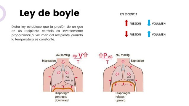 Ley de Boyle en el Cuerpo humano.pdf