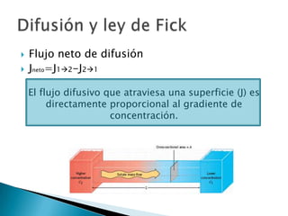  Flujo neto de difusión
 Jneto=J12-J21
El flujo difusivo que atraviesa una superficie (J) es
directamente proporcional al gradiente de
concentración.
 