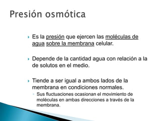  Es la presión que ejercen las moléculas de
agua sobre la membrana celular.
 Depende de la cantidad agua con relación a la
de solutos en el medio.
 Tiende a ser igual a ambos lados de la
membrana en condiciones normales.
◦ Sus fluctuaciones ocasionan el movimiento de
moléculas en ambas direcciones a través de la
membrana.
 
