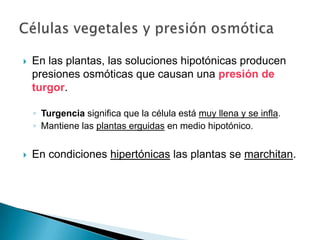  En las plantas, las soluciones hipotónicas producen
presiones osmóticas que causan una presión de
turgor.
◦ Turgencia significa que la célula está muy llena y se infla.
◦ Mantiene las plantas erguidas en medio hipotónico.
 En condiciones hipertónicas las plantas se marchitan.
 