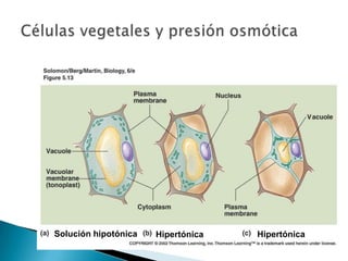Solución hipotónica Hipertónica Hipertónica
 