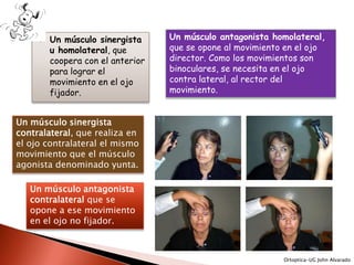    Un músculo sinergista     Un músculo antagonista homolateral,
         u homolateral, que        que se opone al movimiento en el ojo
         coopera con el anterior   director. Como los movimientos son
         para lograr el            binoculares, se necesita en el ojo
         movimiento en el ojo      contra lateral, al rector del
         fijador.                  movimiento.


Un músculo sinergista
contralateral, que realiza en
el ojo contralateral el mismo
movimiento que el músculo
agonista denominado yunta.

   Un músculo antagonista
   contralateral que se
   opone a ese movimiento
   en el ojo no fijador.



                                                             Ortoptica-UG John Alvarado
 