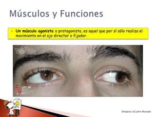    Un músculo agonista o protagonista, es aquel que por sí sólo realiza el
    movimiento en el ojo director o fijador.




                                                               Ortoptica-UG John Alvarado
 