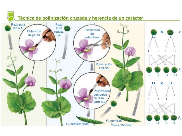 Resultado de imaxes para tecnica polinizacion cruzada mendel
