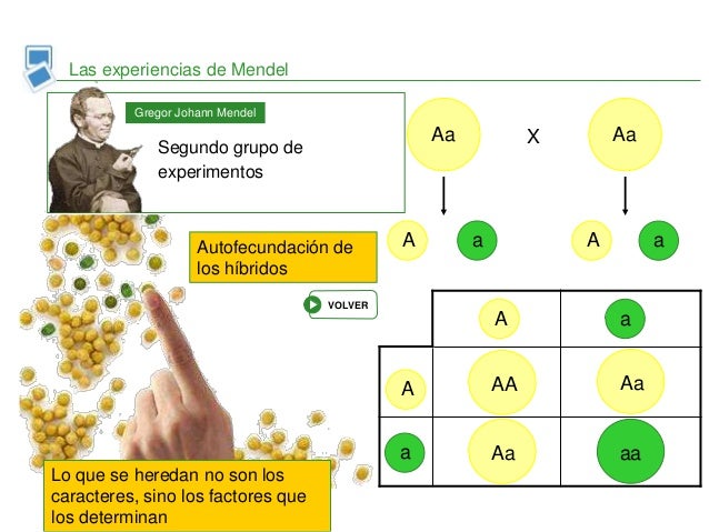 Ley de mendel