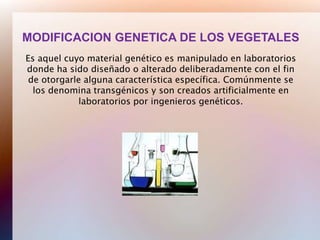MODIFICACION GENETICA DE LOS VEGETALES
Es aquel cuyo material genético es manipulado en laboratorios
donde ha sido diseñado o alterado deliberadamente con el fin
 de otorgarle alguna característica específica. Comúnmente se
  los denomina transgénicos y son creados artificialmente en
             laboratorios por ingenieros genéticos.
 