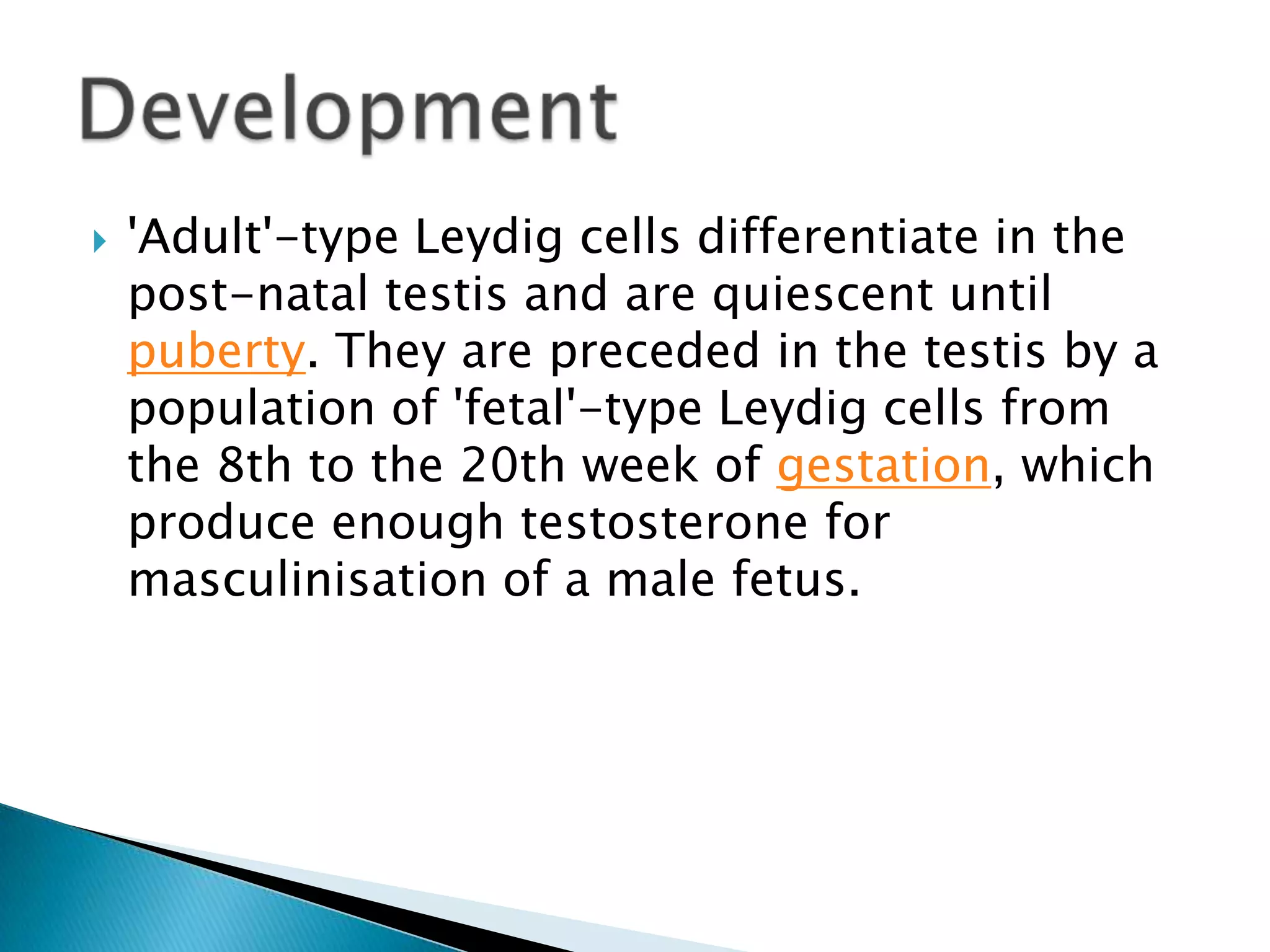 'Adult'-type Leydig cells differentiate in the post-natal testis and are quiescent until puberty. They are preceded in the testis by a population of 'fetal'-type Leydig cells from the 8th to the 20th week of gestation, which produce enough testosterone for masculinisation of a male fetus. Development