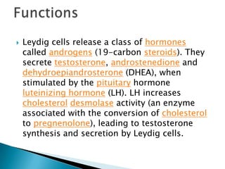 Leydig cells release a class of hormones called androgens (19-carbon steroids). They secrete testosterone, androstenedione and dehydroepiandrosterone (DHEA), when stimulated by the pituitary hormone luteinizing hormone (LH). LH increases cholesteroldesmolase activity (an enzyme associated with the conversion of cholesterol to pregnenolone), leading to testosterone synthesis and secretion by Leydig cells.Functions