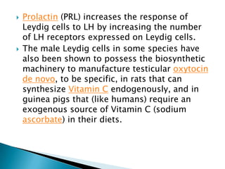 Prolactin (PRL) increases the response of Leydig cells to LH by increasing the number of LH receptors expressed on Leydig cells.The male Leydig cells in some species have also been shown to possess the biosynthetic machinery to manufacture testicular oxytocinde novo, to be specific, in rats that can synthesize Vitamin C endogenously, and in guinea pigs that (like humans) require an exogenous source of Vitamin C (sodium ascorbate) in their diets. 